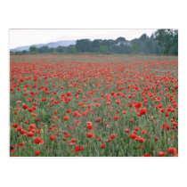 Red Poppy field, Kent, England flowers postcards