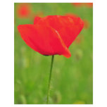 Red poppy flyers