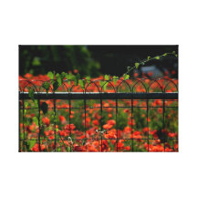 Red Poppy Garden Canvas Print