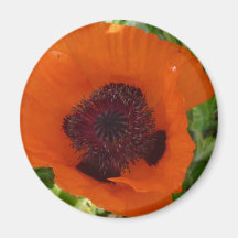 Red Poppy - Klatschmohn Magnete
