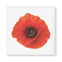 Red Poppy