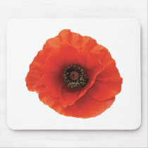 Red Poppy