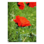 Red Poppy Photographic Print