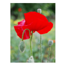 red poppy postcard