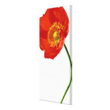 Red Poppy Simplicity Stretched Canvas Prints