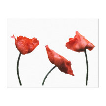 Red Poppys on White Gallery Wrap Canvas