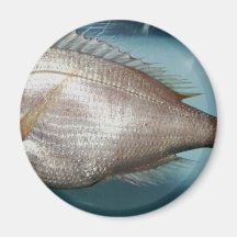 Red Porgy Magnets