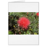 Red Powderpuff Cards