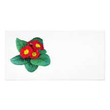 Red Primroses Photo Cards