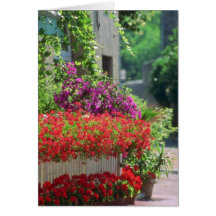 Red Provencal flowers in the town of Carpentras fl Card