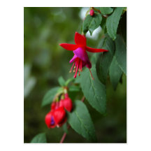 Red & Purple Hanging Flowers Post Card