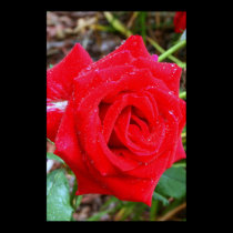 Red Red Rose posters