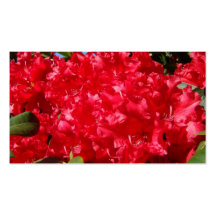 Red Rhodies Flowers Business Cards Floral