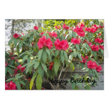 Red Rhododendron Greeting Card