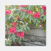 Red Rhododendrons Refrigerator Magnet