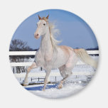 Red Roan in Snow Magnet
