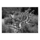 Red Rock NV Cactus Glow cards