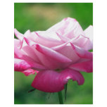 Red rose#3 flyers