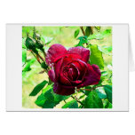 Red rose and buds cards