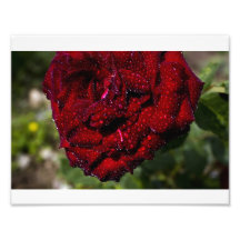 Red Rose and Dew Drops Photograph