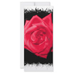 Red rose bloom against a black jagged backdrop rack cards