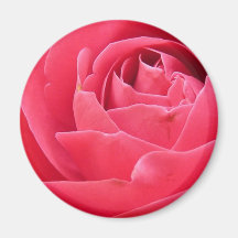 Red Rose Bloom Fridge Magnet