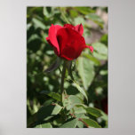 Red Rose bud posters