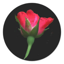 Red Rose Bud