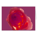 Red Rose cards