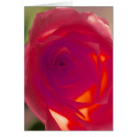 Red Rose cards