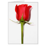 Red Rose Card