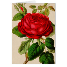 Red Rose Card