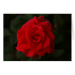 Red Rose Card