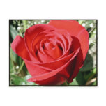 Red Rose Close Postcard
