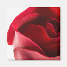 Red Rose Close-Up Fridge Magnet