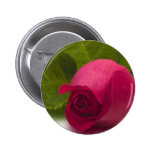 Red Rose Closeup Button