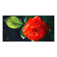 Red rose customised photo card