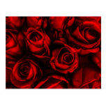 Red Rose Elegance Postcard