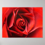 Red Rose Elegance posters