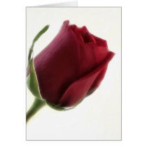 Red Rose Flower on White