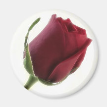Red Rose Flower on White Refrigerator Magnet