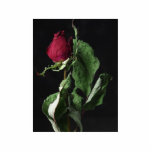 Red Rose Flower Cut Out