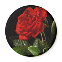 Red Rose From My Balcony Garden Refrigerator Magnet