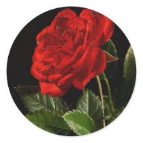 Red Rose From My Balcony Garden Round Stickers