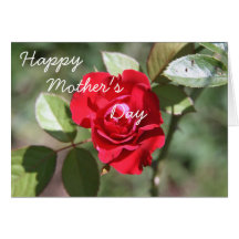 Red Rose Greeting Card