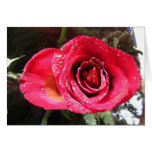 Red rose greeting card