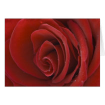 Red Rose Horizontal Card