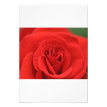 Red Rose Macro Custom Announcement