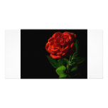 red-rose-macro-still-image-studio-photo photo cards