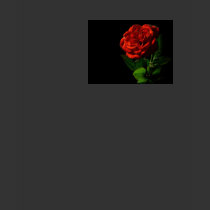Red Rose Macro Tee t-shirts